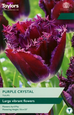 Tulip Purple Crystal 11-12 P/P