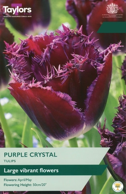 Tulip Purple Crystal 11-12 P/P