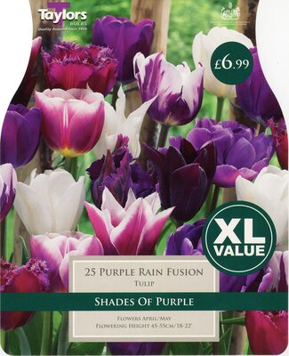 Tulip Purple Rain Fusion 10-11