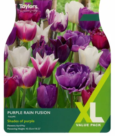 Tulip Purple Rain Fusion 10-11