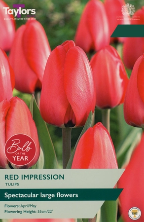 Tulip Red Impression 11-12