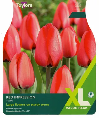 Tulip Red Impression