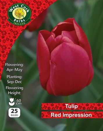 Tulip Red Impression 25 Bulbs
