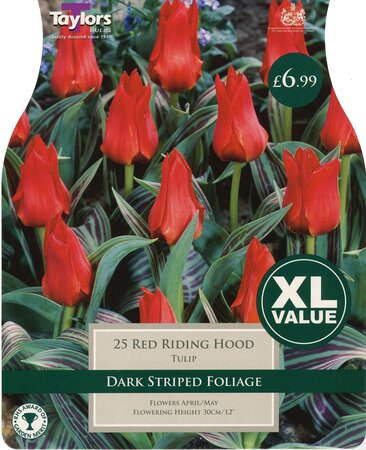 Tulip Red Riding Hood 10-11
