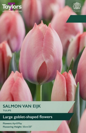 Tulip Salmon Van Eijk 12+ P/P