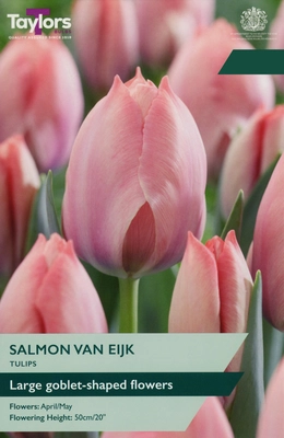 Tulip Salmon Van Eijk 12+ P/P