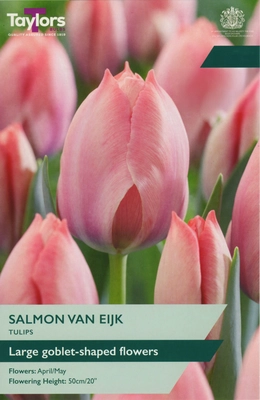 Tulip Salmon Van Eijk 12+ P/P