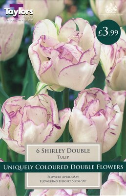 Tulip Shirley Double 11-12