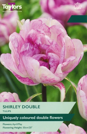 Tulip Shirley Double 11-12