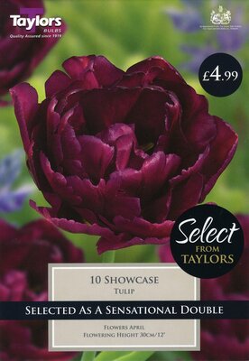 Tulip Showcase 11-12