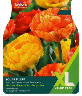 Tulip Solar Flare 10-11 Xl