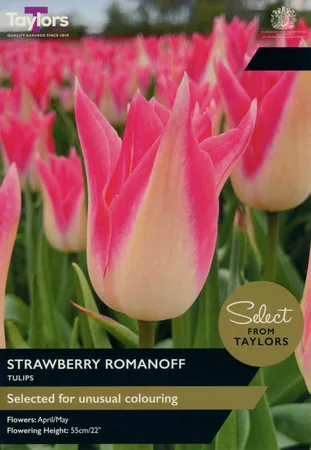 Tulip Strawberry Romanoff 11+ Se