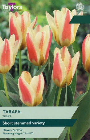 Tulip Tarafa TP