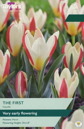 Tulip The First 10-11