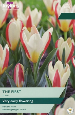 Tulip The First  10-11