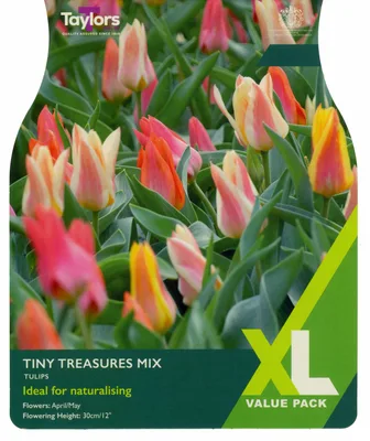 Tulip Tiny Treasures Mix 10-11 Xl