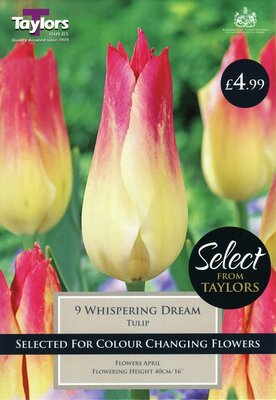 Tulip Whispering Dream 11-12