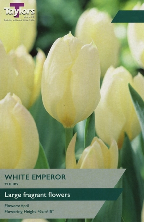 Tulip White Emperor TP 10-11cm