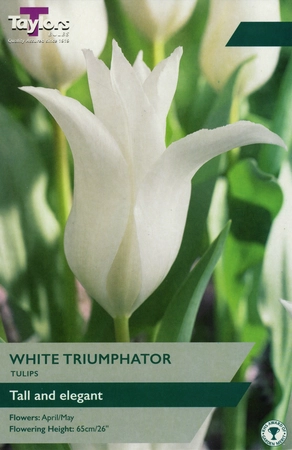 Tulip White Triumphator TP 11-12cm