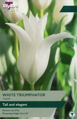 Tulip White Triumphator TP 11-12cm