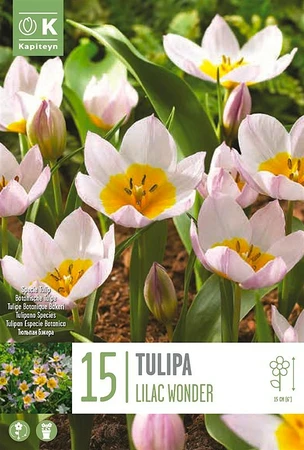 Tulipa Bakeri- Lilac Wonder 