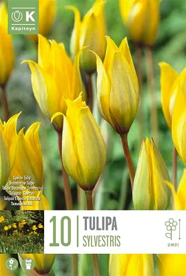 Tulipa Sylvestris