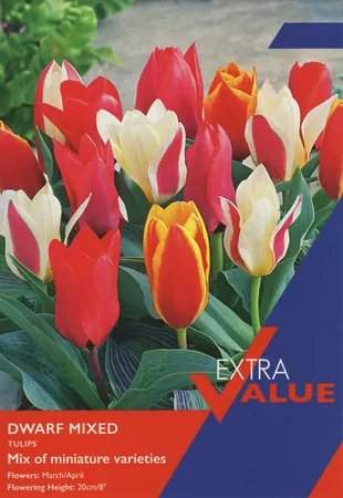 Tulips Dwarf Mixed Ev