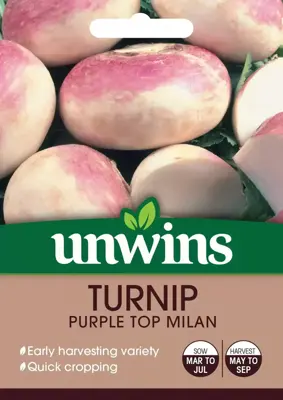 Turnip Purple Top Milan