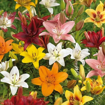 VB Lilies Mixed 12Up