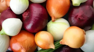 Vegetable Bulbs