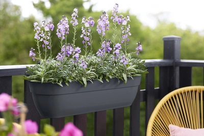 Vibia C Easy Hanger Xxl 70Cm Anthracite