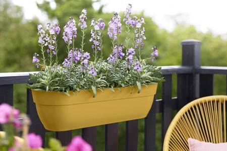 Vibia C Easy Hanger Xxl 70Cm Honey Yellow