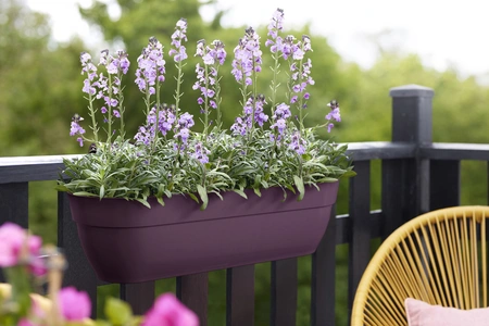 Vibia C Easy Hanger Xxl 70Cm Maple Purple