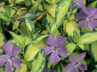 Vinca mix  2 Ltr pot