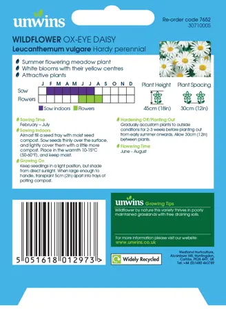 Wildflower Ox-Eye Daisy - image 2