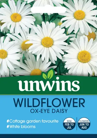 Wildflower Ox-Eye Daisy - image 1