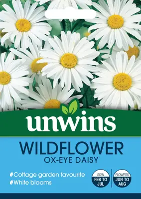 Wildflower Ox-Eye Daisy - image 2