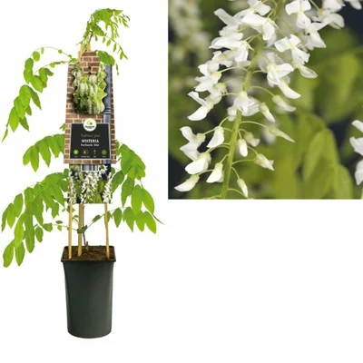 Wisteria flor. 'Alba' S-pot®(2,25 L)