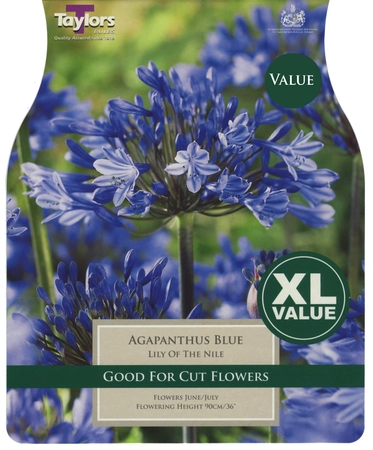 Xl Value Agapanthus Blue 1-2 Eyes