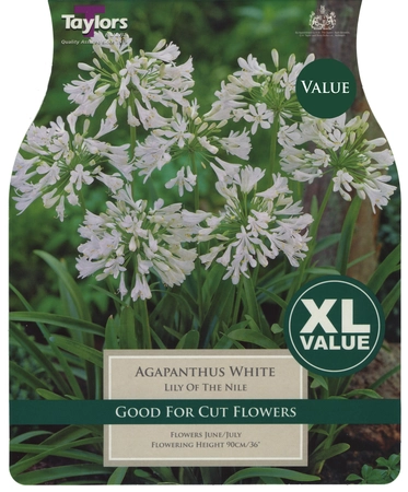 Xl Value Agapanthus White 1-2 Eyes