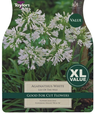 Xl Value Agapanthus White 1-2 Eyes