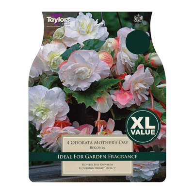 Xl Value Begonia Odorata Mothers Day 4-5