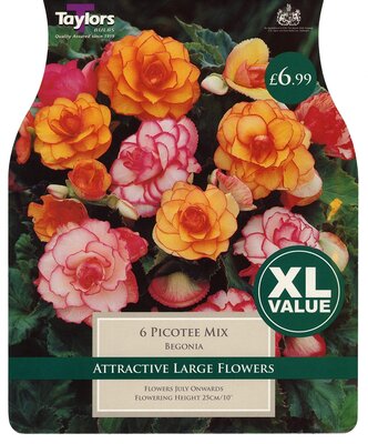 Xl Value Begoniaonia Picotee Mixed 4-5