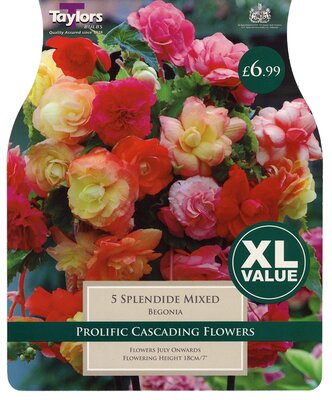 Xl Value Begoniaonia Splendide Mixed 4-5