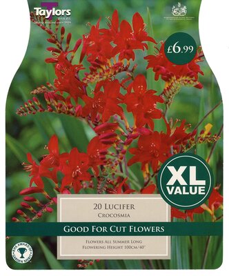 Xl Value Crocosmia Lucifer 8-10