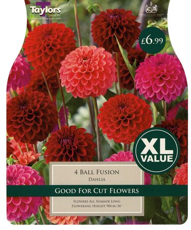 Xl Value Dahlia Ball Fusion