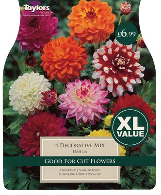 Xl Value Dahlia Decorative Mixed