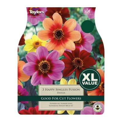 Xl Value Dahlia Happy Singles Fusion - image 1