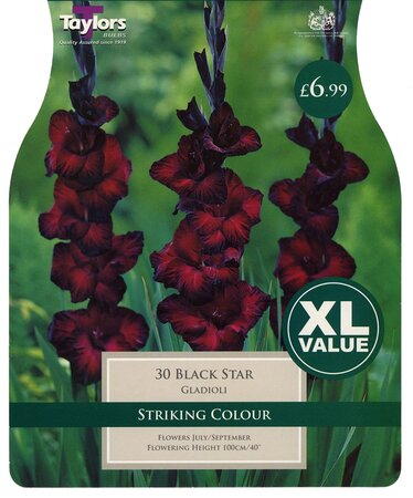 Xl Value Gladioli Black Star 10-12