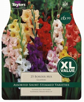 Xl Value Gladioli Border Mxd 10-12